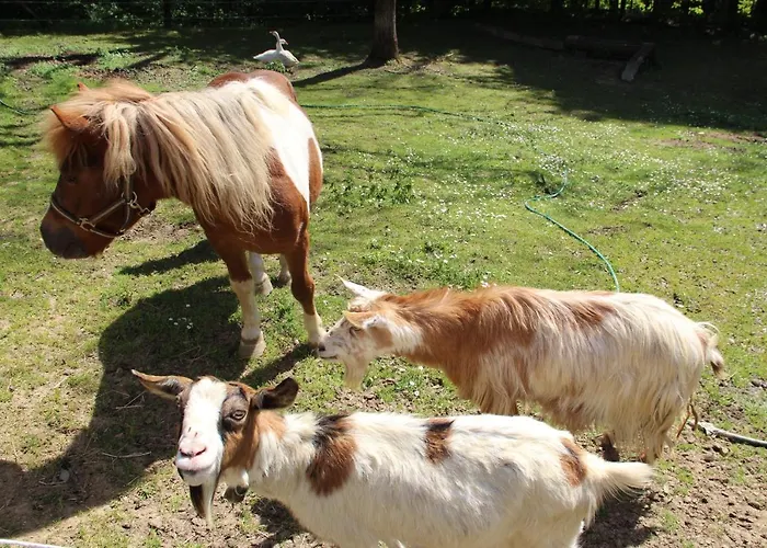 Kleissner Nestelberg